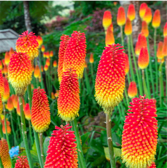 Grow Fiery Charm of Red Hot Poker in Your UK Garden